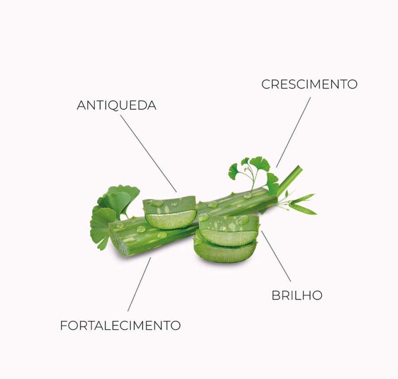 Shampoo Gingko Biloba 270ml